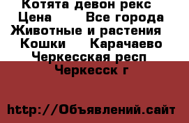 Котята девон рекс › Цена ­ 1 - Все города Животные и растения » Кошки   . Карачаево-Черкесская респ.,Черкесск г.